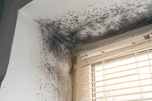 Affordable Mold Cleanup solutions in Garrett, PA